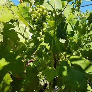  Appartamento Griva